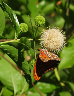 713county 171gulffritillary.jpg
