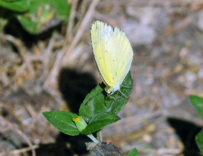 713county 195littleyellow.jpg