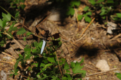 713county 200commonwhite.jpg