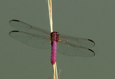 713county 248roseateskimmer.jpg