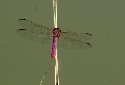 713county 253skimmer.jpg