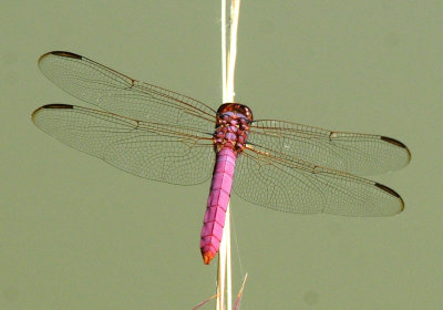713county 255skimmer.jpg