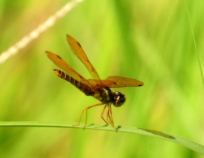 713county 262amberwing.jpg