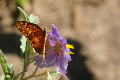 713county 277variegatedfritillary.jpg