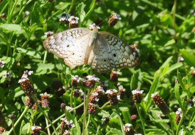 713county 301whitepeacock.jpg
