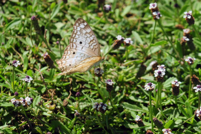 713county 305whitepeacockfrogfruit.jpg