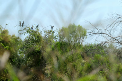 713county 351neotropics.jpg