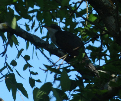 713county 219yellowbilled.jpg