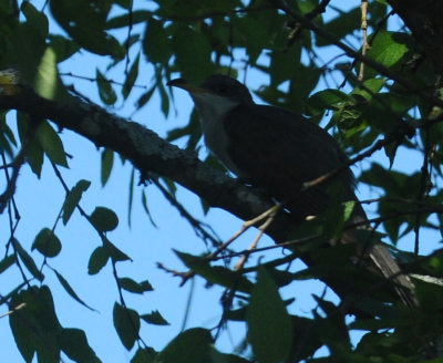 713county 220yellowbilledcuckoo.jpg