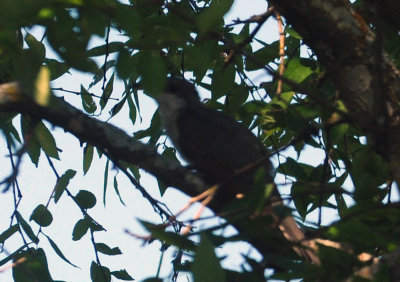 713county 223yellowbilledcuckoo.jpg