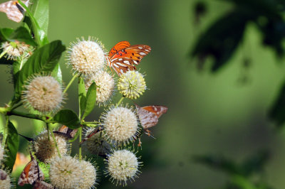 714 ccook's 012gulffritillarysnouts.jpg