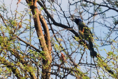 714 ccook's 020greenjay.jpg