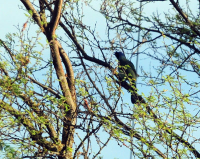 714 ccook's 017greenjay.jpg