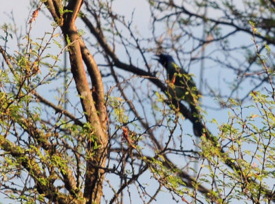 714 ccook's 019greenjay.jpg
