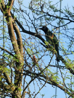 714 ccook's 022greenjay.jpg