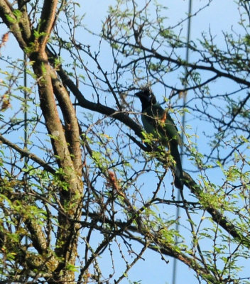 714 ccook's 023greenjay.jpg