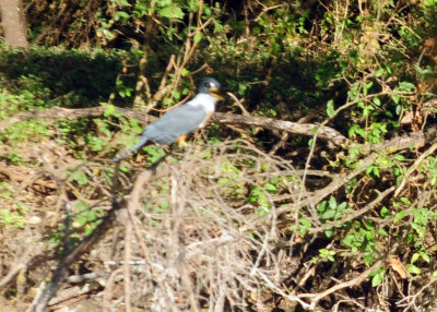 714 ccook's 047ringedkingfisher.jpg