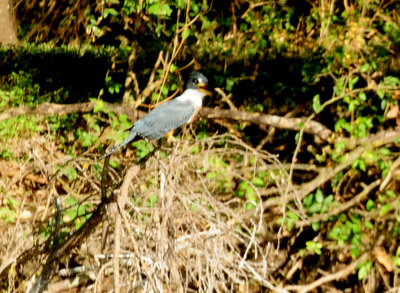 714 ccook's 050ringedkingfisher.jpg
