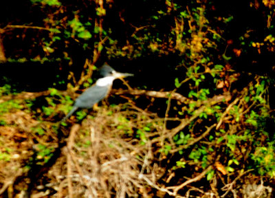 714 ccook's 055ringedkingfisher.jpg