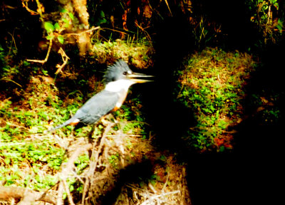 714 ccook's 059ringedkingfisherzzzzzz.jpg