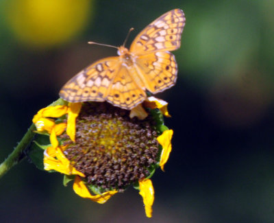 714 ccook's 102variegated.jpg