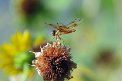 714 ccook's 116amberwing.jpg