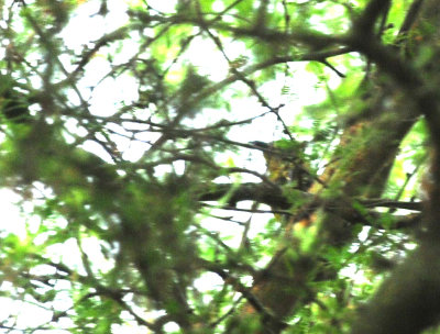 715cook's 019whiteeyedvireo.jpg