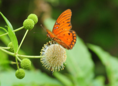 715cook's 082gulffritillary.jpg