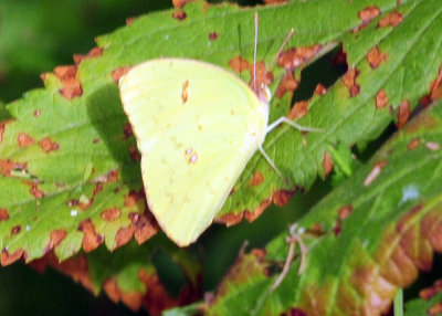 715cook's 086orangesulphur.jpg