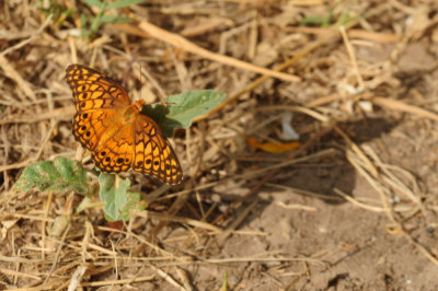 715cook's 135variegatedfritillary.jpg
