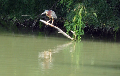 715cook's 172greenheron.jpg