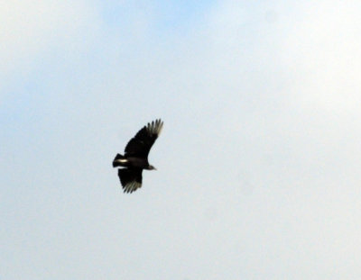 715cook's 180blackV.jpg