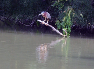 715cook's 175greenheron.jpg