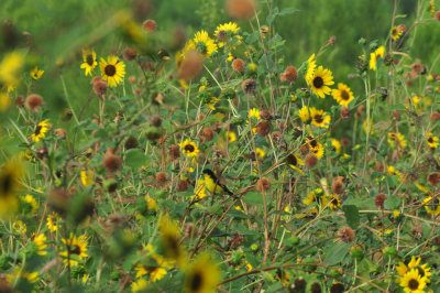 715cook's 186lessergoldfinch.jpg