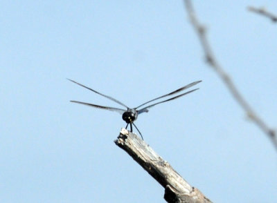 715cook's 188fourspotted.jpg