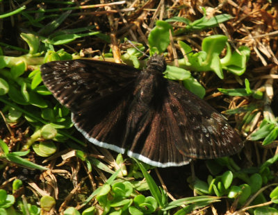 715cook's 204mounfulduskywing.jpg