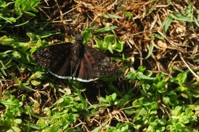 715cook's 206mounfulduskywing.jpg