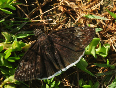 715cook's 210mounfulduskywing.jpg