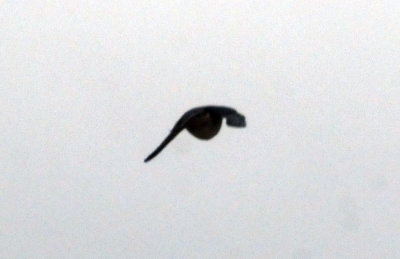 716cook's 013barnswallow.jpg