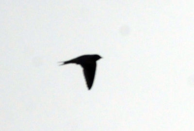 716cook's 024barnswallow.jpg