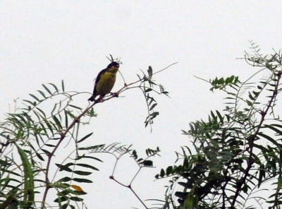 716cook's 036lessergoldfinch.jpg