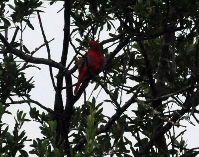 716cook's 064summertanager.jpg