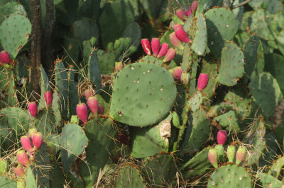717cook's 008cacti.jpg