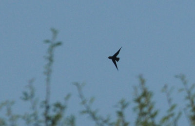 717cook's 022chimneyswift.jpg
