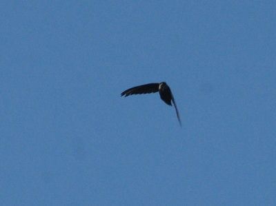 717cook's 030chimneyswift.jpg