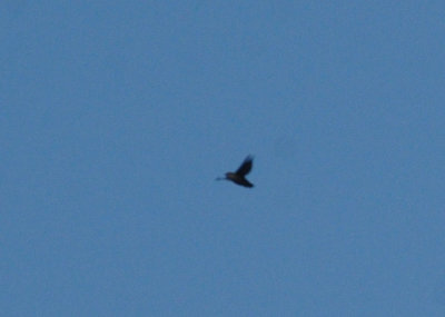 717cook's 036chimneyswift.jpg