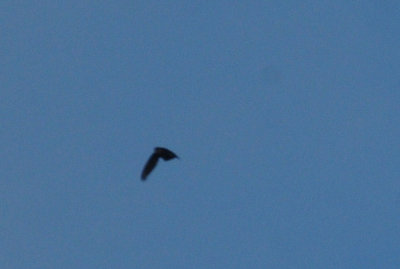 717cook's 039chimneyswift.jpg