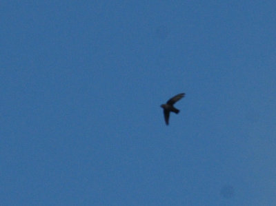 717cook's 040chimneyswift.jpg
