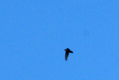 717cook's 041chimneyswift.jpg