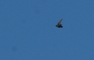 717cook's 042chimneyswift.jpg